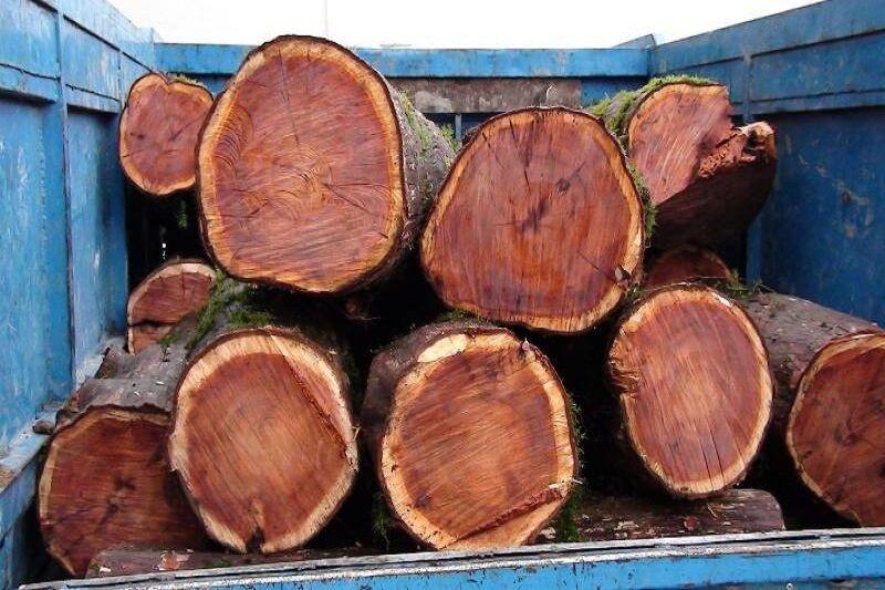 خبرنگاران چهار تن چوب قاچاق در فردیس کشف شد