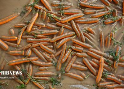 هویج از شستشو تا آماده سازی برای بازار
