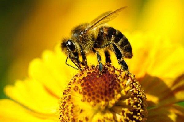 زنبورها می توانند ریاضی پایه را یاد بگیرند!