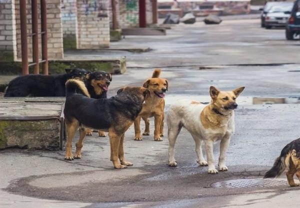 سگ هار هشت شهروند مشگین شهری را راهی بیمارستان کرد